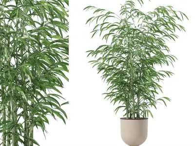 Bamboo in modern flower pot 3D model