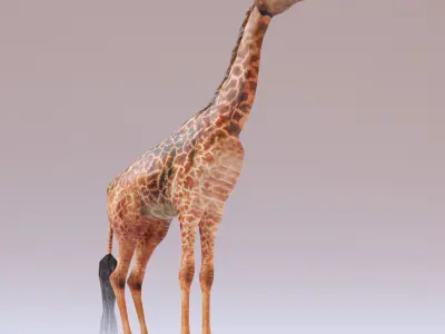 Giraffe Low-poly 3D model 8