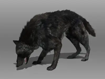 Wolf Animated Low-poly 3D model