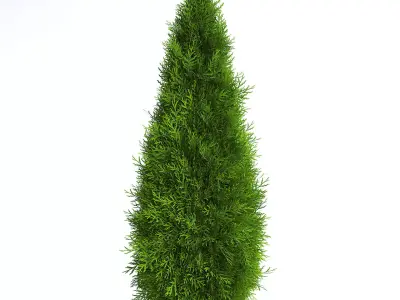 Thuja Shrub V 3D model