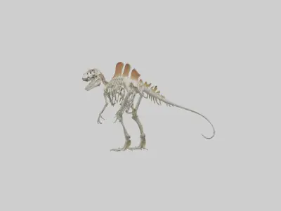 Spinosaurus Skeleton model 3D model