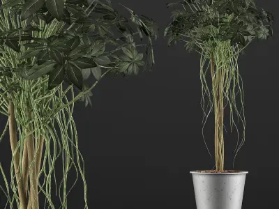 Plants Collection 87 3D model