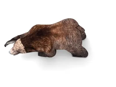 Brown Bear Rigged and animated 3D Model Low-poly 3D model