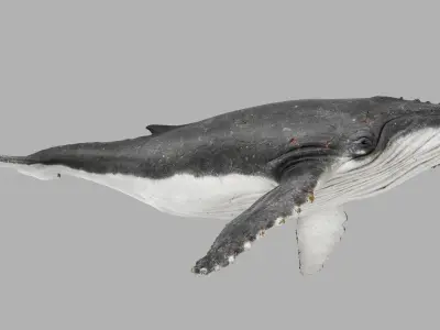 Humpback Whale 3D Model  Arnold Rendered Film-Quality Asset 3D model
