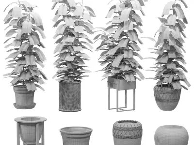 Ficuses in pots 3D model