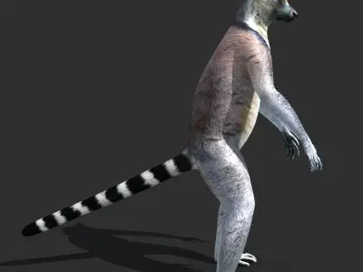 Ring Tailed Lemur 3D model