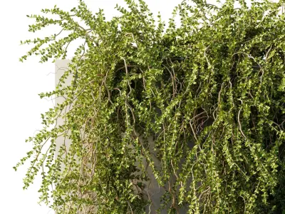 hanging Plants - Outdoor Plants 210 3D model