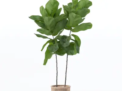 Ficus lyrata in modern flower pot 3D model buy
