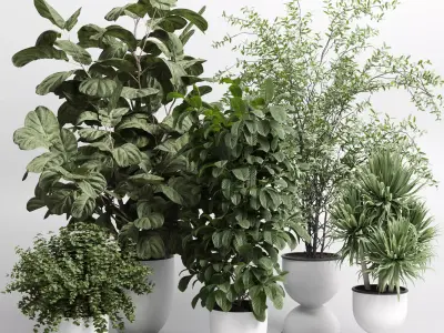 indoor plant set 409 palm bush ficus lyrata concrete vases Low-poly 3D model