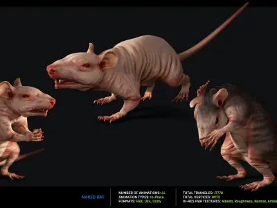 Naked Rat Low-poly 3D model