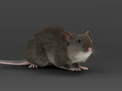 Rat Mouse Rigged  VFX Grace 3D model