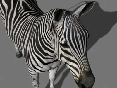 Photoreal HD Zebra - 3d model 3D model