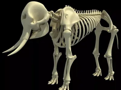 Skeleton of an African Elephant  3D model