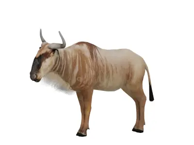White Bearded Wildebeest Low-poly 3D model
