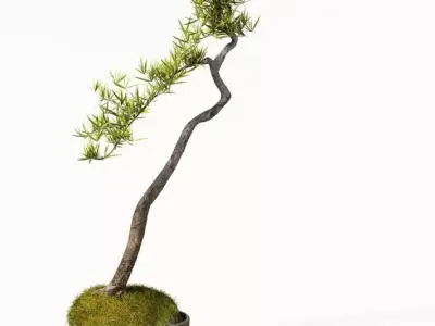 Plant  Pot Plant 3D model