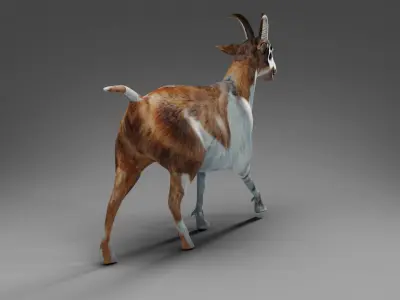 Goat 01 Rigged in Blender  Low-poly 3D model