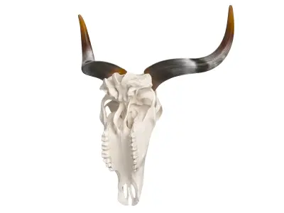 Cattle Skull and Horns 3D model