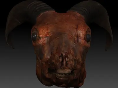 Skinned Sheeps Head High Detail Scan With Texture 3D model