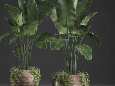 Collection of Exotic Plants banana bush plants round basket 412 3D model