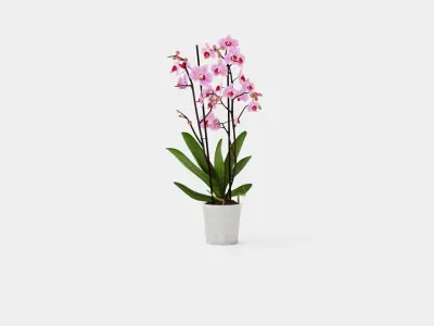 Phalaenopsis seasonal 2 branch 22 mini flowers mix Low-poly 3D model