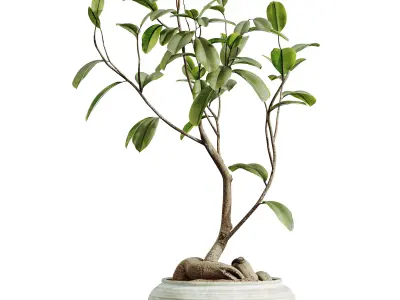 AV HousePlants Japandi Minimalism Ficus Dracaena Marginata12 3D model