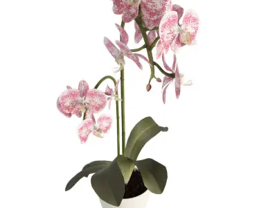 Orchids Flowers 3D model