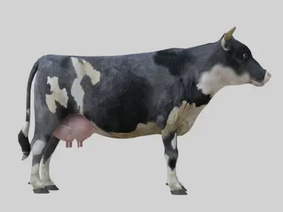 3D model Low Poly Holstein Cow Unwapped 4K Low-poly 3D model