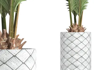 Plants Collection 155 Palm 3D model