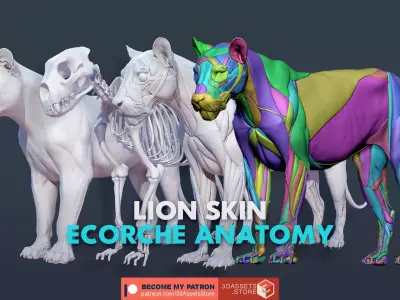 Animal - Lion Anatomy Skin Ecorche Body Base Low-poly 3D model