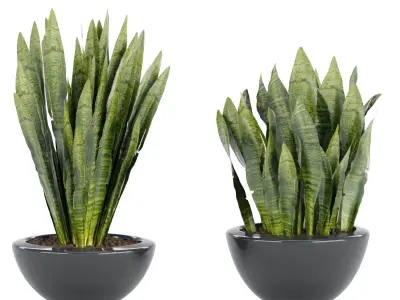 Indoor decorative plants collection