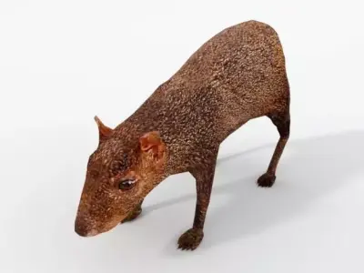 Dasyprocta punctata Low-poly 3D model