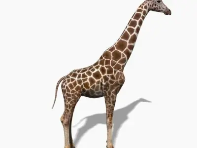 Photoreal HD Giraffe - 3d model 3D model