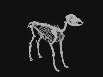 Doe skeleton 3D model