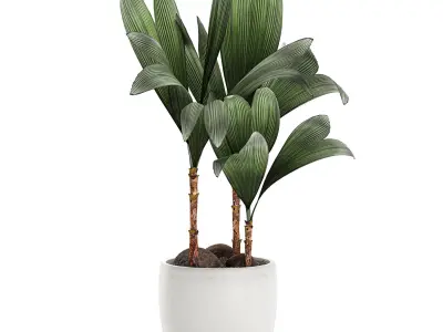 Cocos nucifera palm for the interior in white pot 679 3D model