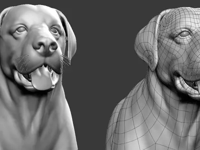 Labrador Dog 3D model