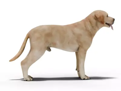 Labrador Retriever Low-poly 3D model