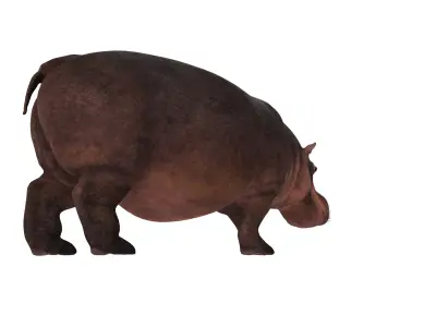 Realistic River Hippopotamus Rigged 3D Model 3D model