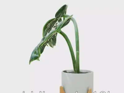 Monstera Plant in Ceramic Pot model pack Low-poly 3D model
