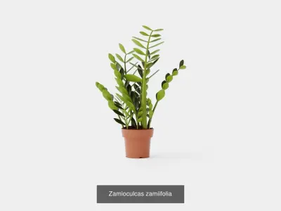 Collection of Houseplants - 8 Models