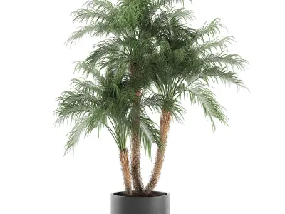 Decorative Phoenix roebelenii palm in a black flowerpot 620 3D model