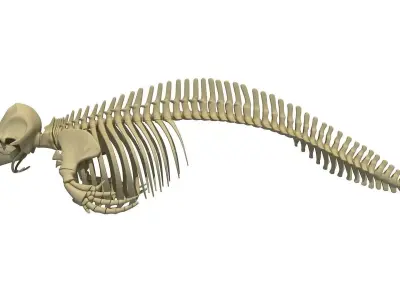 Realistic Dolphin Skeleton 3D model