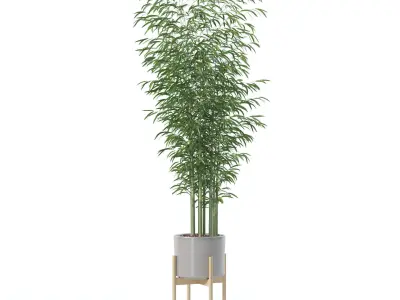 Bamboo in modern pot 3D model