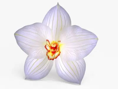 Orchid Flower 3 colors Low-poly 3D model