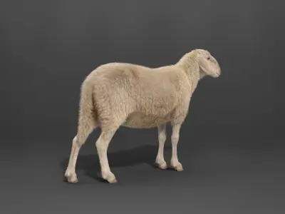 Assaf Sheep03 With 1 Animation VFX Grace 3D model