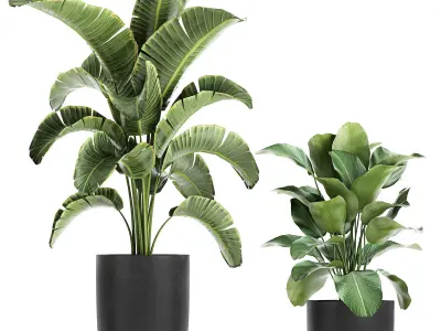 Collection of decorative plants in flowerpots 804 3D model