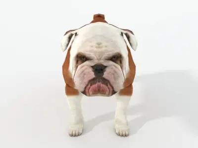 Bulldog Low-poly 3D model