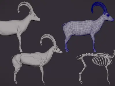 IBEX MODEL - VFX SIMULATION READY 3D model