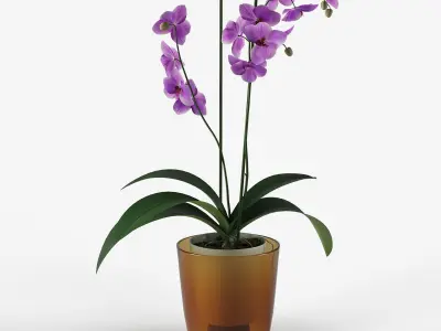 Orchid flower in a pot 3D model