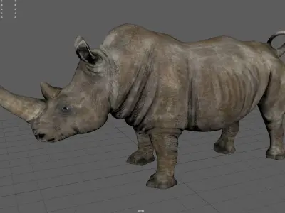 White Rhino Low-poly 3D model