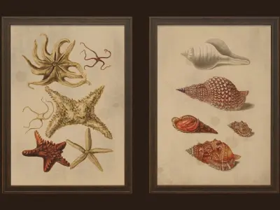 Pictures - PBR Game Ready sea shells in frame Free low-poly 3D model